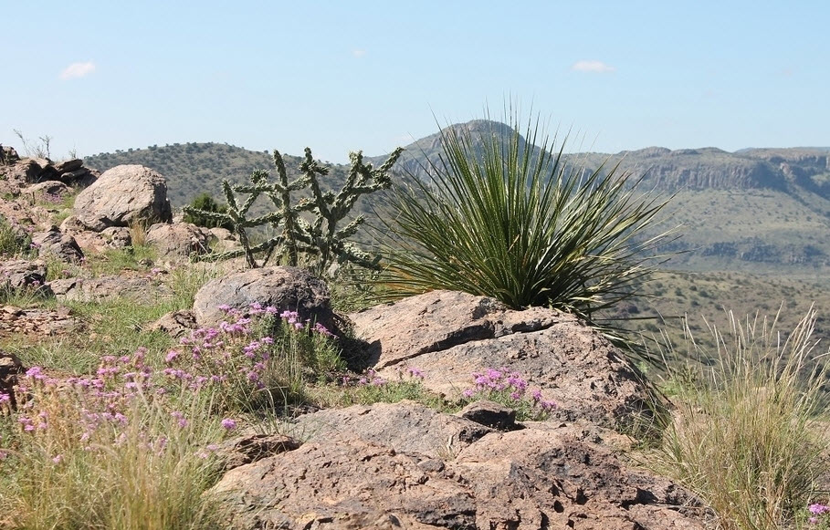 Chihuahuan Desert Research Institute, United States